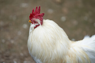 立派な赤いトサカの白い鶏