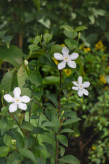 Green summer plant in outdoors market