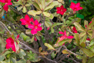 Green summer plant in outdoors market