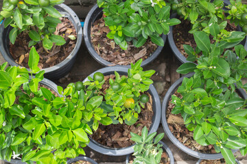 Green summer plant in outdoors market
