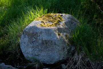 The evening sun shining onto a boulder covered in moss  creating a magical scenery. © OddHelge