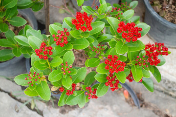 Green summer plant in outdoors market