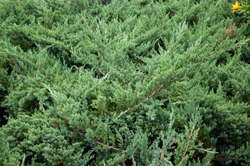 Green summer plant in outdoors market