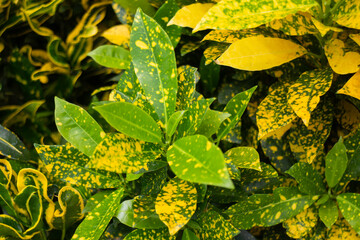 Green summer plant in outdoors market