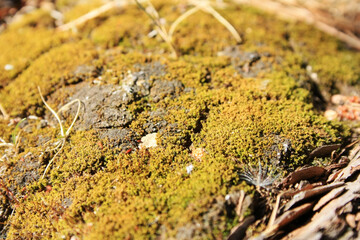 Yellow-green moss grows on a tree trunk
