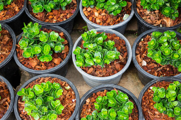 Green summer plant in outdoors market
