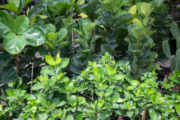 Green summer plant in outdoors market