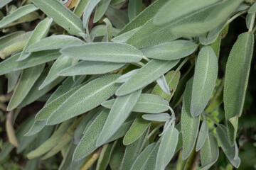 Naklejka premium Green summer plant in outdoors market