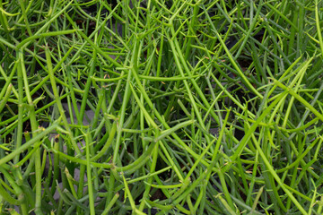 Green summer plant in outdoors market