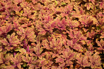 Green summer plant in outdoors market