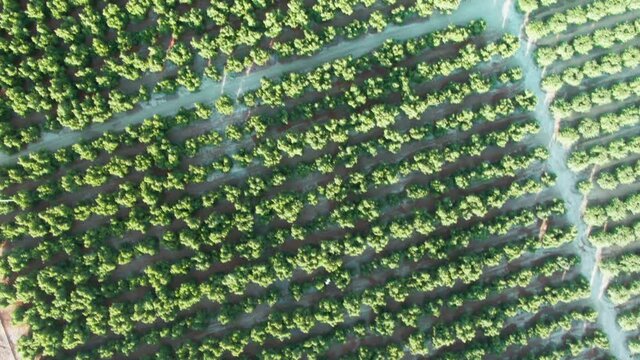 Aerial: Citrus orchard in Santa Paula, California, USA