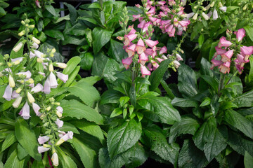 Green summer plant in outdoors market