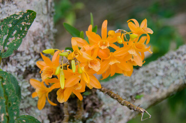 orange orchid in the garden