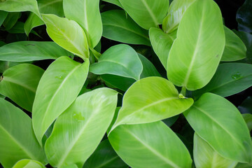 Green summer plant in outdoors market