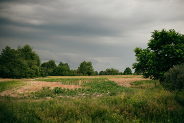 Obraz premium Summer field and dramatic sky before storm. Dark ominous clouds.