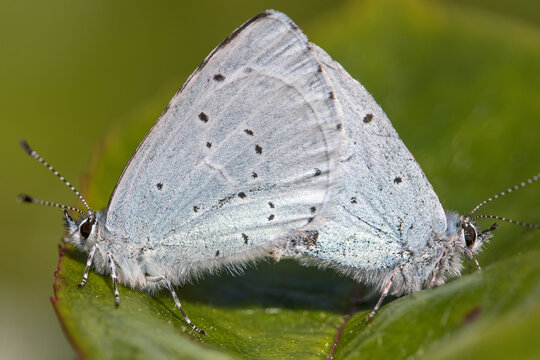 Small Blue Butterflies Mating On A Leaf. Close-up Garden Nature