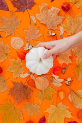 Autumn flat lay composition with white pumpkin