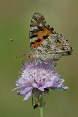 Painted lady (Vanessa cardui) on a flower