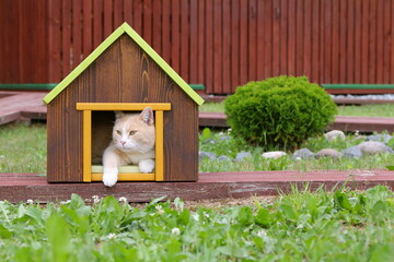 A red cat sits in pet house by the thuja in a garden on the background of dark wooden wall of shed. 