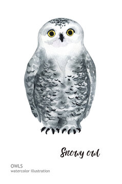 Watercolor owl. Hand-drawn illustration. Hand-drawn animal drawing.