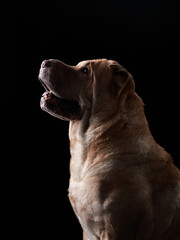 Shar Pei on black background. plicate dog