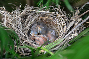 baby birds in nest