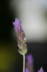 close up of a lavender flower