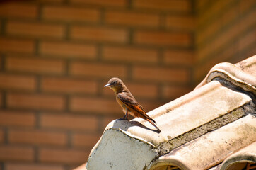 bird on the roof