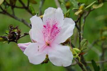 pink azalea