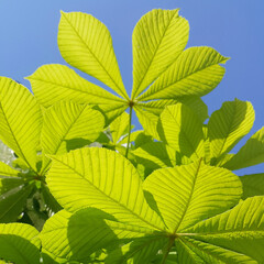 Fresh green leaves of chestnut on blue sky background