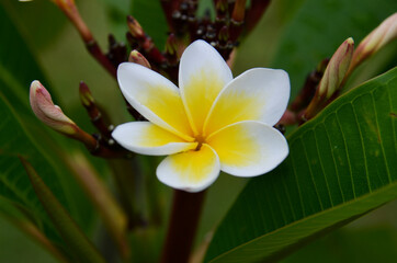 white frangipani flower