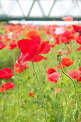 ポピー 赤い 花畑 美しい 綺麗 鮮やか かわいい　カラフル 淡い グリーン　野原