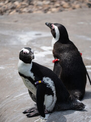 European penguins in a zoo