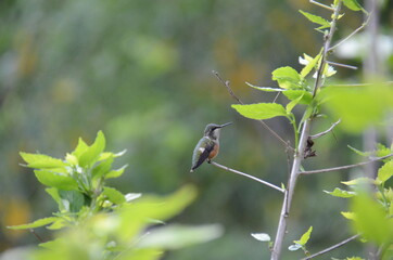 hummingbird  on branch