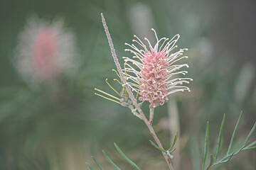 pink flower - grevillea - Australian native