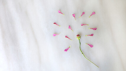 Flat lay of a wilted flower head, with all the pink petals removed and spread around the stem. 