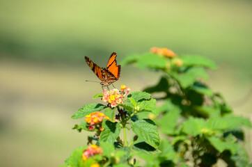 butterfly on flower