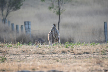 Kangaroo in a misty morning