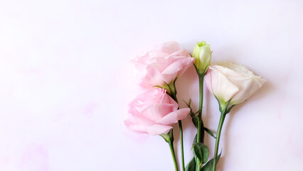 3 blooming pink flowers and a greenish bud gathered closely together, on a pink background. With copy space on the bottom. 