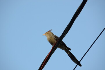 bird on a wire