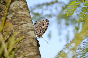 butterfly on a tree