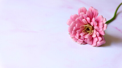 A single pink gerbera daisy flower, on a pink marble surface. With copy space on the left.