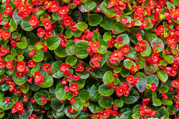 Floral background of the red flowers in the german botanical garden on the island of Mainau