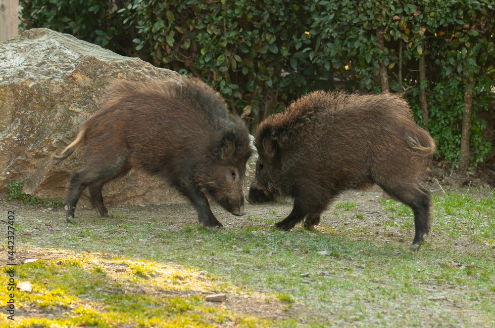 Poster Two wild boars fighting