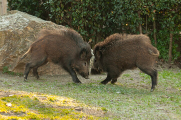 Two wild boars fighting