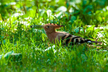 A hoopoe eating a caterpillar