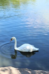 Fototapeta premium swan on the water