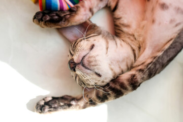 Sleeping kitten on the back. Pretty cat