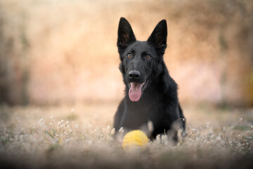 A dog  (black german shepherd) rests lying in a meadow with grass and with a toy after running.