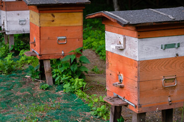 Ecological forest apiary in Ukraine. Orange hives. 
